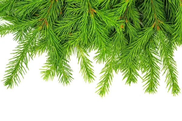 Ramo Abete Isolato Sfondo Bianco Abete Verde Albero Natale — Foto Stock