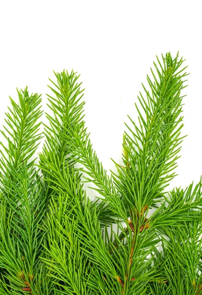 Fichtenzweig Isoliert Auf Weißem Hintergrund Grüne Tanne Weihnachtsbaum — Stockfoto