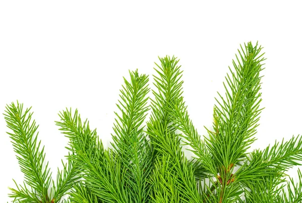 Gran Gren Isolert Hvit Bakgrunn Grønn Gran Juletre – stockfoto