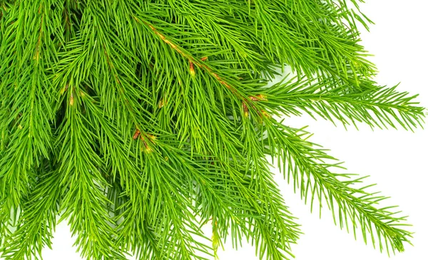 Cabang Spruce Terisolasi Pada Latar Belakang Putih Cemara Hijau Pohon — Stok Foto