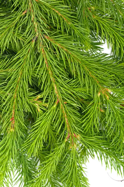 Spruce Şubesi Beyaz Arka Planda Izole Edilmiş Yeşil Köknar Noel — Stok fotoğraf