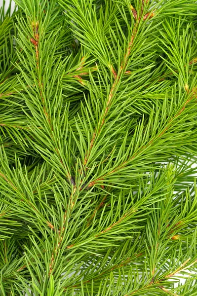 Fichtenzweig Isoliert Auf Weißem Hintergrund Grüne Tanne Weihnachtsbaum — Stockfoto
