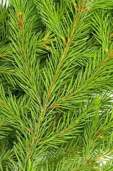 Rama Abeto Aislada Sobre Fondo Blanco Abeto Verde Árbol Navidad —  Fotos de Stock