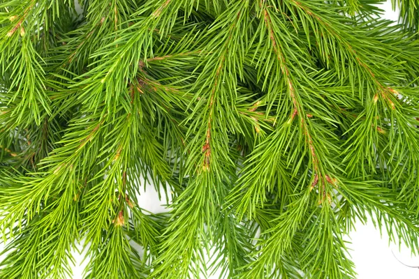 云杉分枝在白色背景上被隔离 绿色冷杉圣诞树 — 图库照片