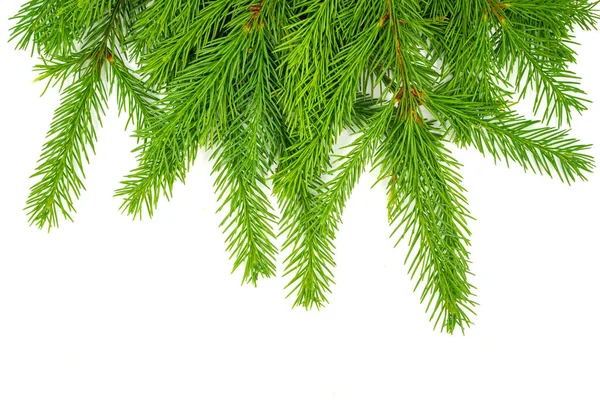 云杉分枝在白色背景上被隔离 绿色冷杉圣诞树 — 图库照片