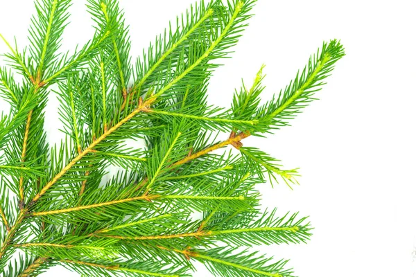 Spruce Branch Isolated White Background Green Fir Christmas Tree — Stock Photo, Image