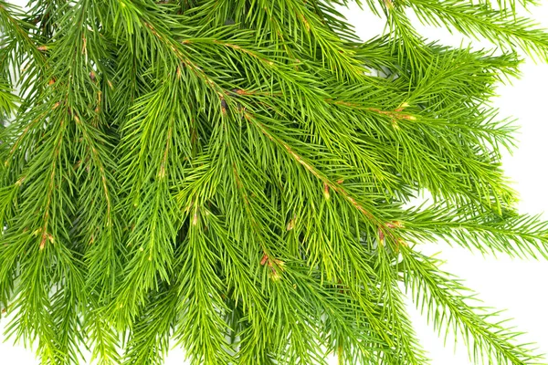 Κλαδί Ελάτης Απομονωμένο Λευκό Φόντο Πράσινο Έλατο Χριστουγεννιάτικο Δέντρο — Φωτογραφία Αρχείου