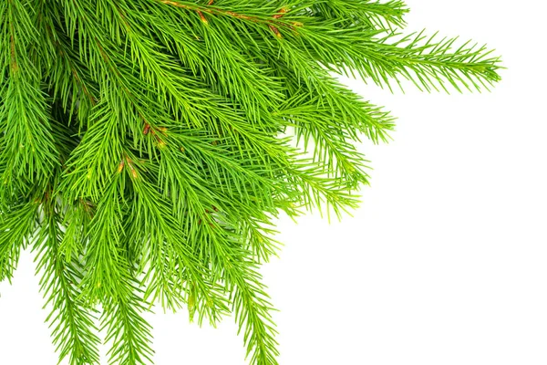 Spar Tak Geïsoleerd Witte Achtergrond Groene Spar Kerstboom — Stockfoto