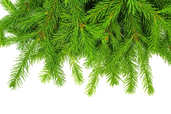 Ramo Abete Isolato Sfondo Bianco Abete Verde Albero Natale — Foto Stock