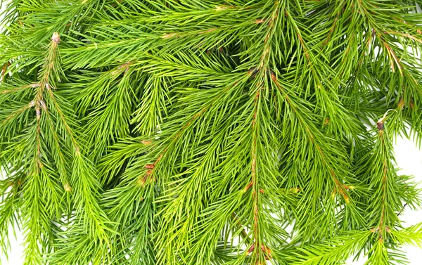 Ramo Abeto Isolado Sobre Fundo Branco Abeto Verde Árvore Natal — Fotografia de Stock