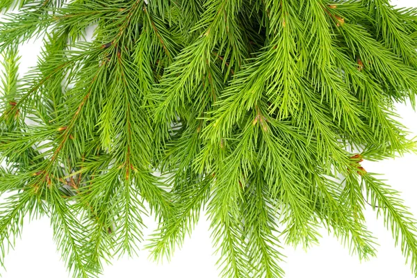 Spruce Branch Isolated White Background Green Fir Christmas Tree — Stock Photo, Image