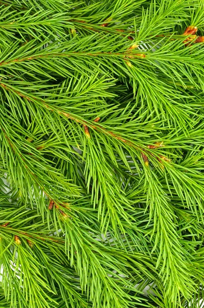 Spruce Branch Isolated White Background Green Fir Christmas Tree Branches — Stock Photo, Image