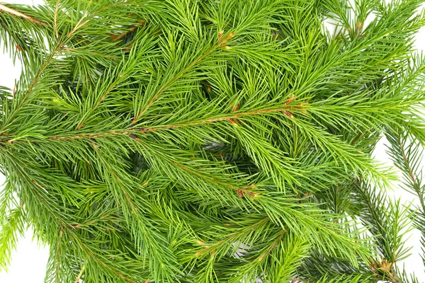 Spruce Branch Isolated White Background Green Fir Christmas Tree Branches — Stock Photo, Image
