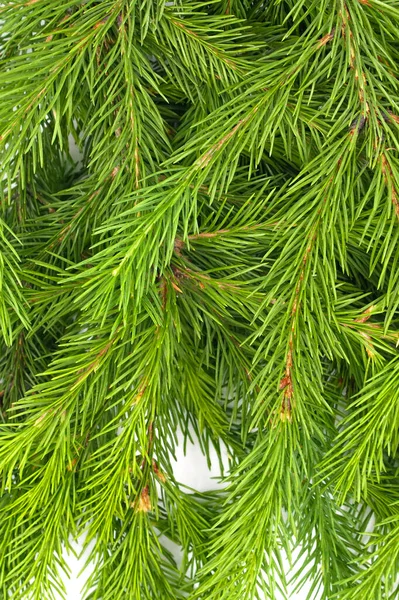 Ramo Abete Isolato Sfondo Bianco Abete Verde Albero Natale Branches — Foto Stock