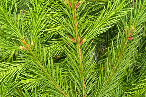 云杉分枝在白色背景上被隔离 绿色冷杉圣诞树枝条的质感紧密相连 — 图库照片