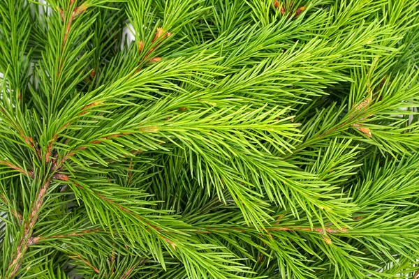 Ramo Abete Isolato Sfondo Bianco Abete Verde Albero Natale Branches — Foto Stock