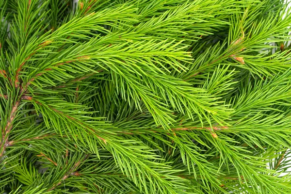 Branche Épinette Isolée Sur Fond Blanc Sapin Vert Arbre Noël — Photo