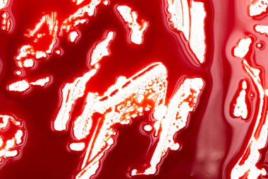 Beyaz arka planda kanlı sıçramalar ve damlalar. Damlayan ve takip eden kırmızı kan (boya)