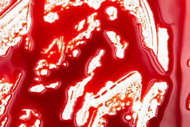 Beyaz arka planda kanlı sıçramalar ve damlalar. Damlayan ve takip eden kırmızı kan (boya)