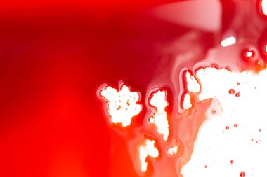 Beyaz arka planda kanlı sıçramalar ve damlalar. Damlayan ve takip eden kırmızı kan (boya)