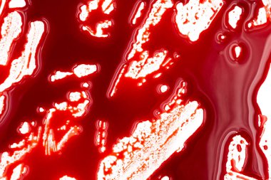 Beyaz arka planda kanlı sıçramalar ve damlalar. Damlayan ve takip eden kırmızı kan (boya)