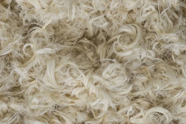 Beyaz kaz tüyleri ve yastık dokusundan tüyler.