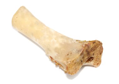 Beyaz arka planda izole edilmiş hayvan kemikleri. Arta kalan yemekleri yakın plan yapın.