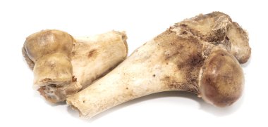 Beyaz arka planda izole edilmiş hayvan kemikleri. Arta kalan yemekleri yakın plan yapın.