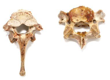 Beyaz arka planda izole edilmiş hayvan omurları. Arta kalan yemekleri yakın plan yapın.