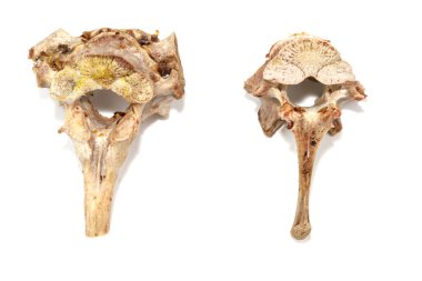 Beyaz arka planda izole edilmiş hayvan omurları. Arta kalan yemekleri yakın plan yapın.