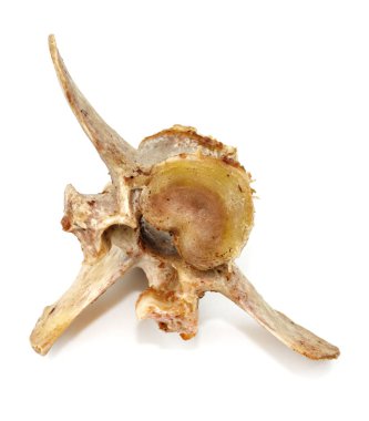 Beyaz arka planda izole edilmiş hayvan omurları. Arta kalan yemekleri yakın plan yapın.