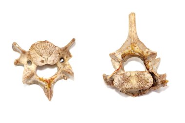 Beyaz arka planda izole edilmiş hayvan omurları. Arta kalan yemekleri yakın plan yapın.