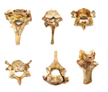 Beyaz arka planda izole edilmiş hayvan omurları. Arta kalan yemekleri yakın plan yapın.