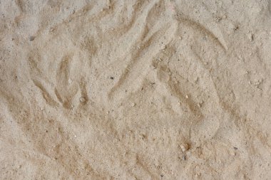 Plaj kum dokusu yakın plan