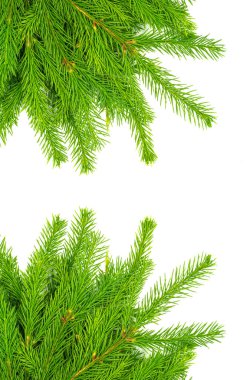 Beyaz arka planda bulunan ladin dalı kolajı. Yeşil köknar. Noel ağacı