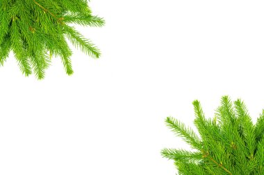 Beyaz arka planda bulunan ladin dalı kolajı. Yeşil köknar. Noel ağacı