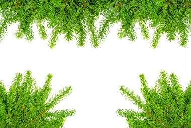Beyaz arka planda bulunan ladin dalı kolajı. Yeşil köknar. Noel ağacı