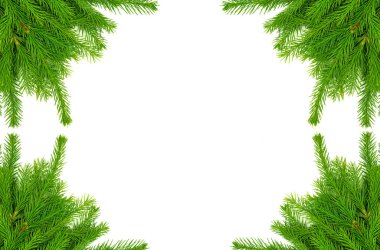 Beyaz arka planda bulunan ladin dalı kolajı. Yeşil köknar. Noel ağacı