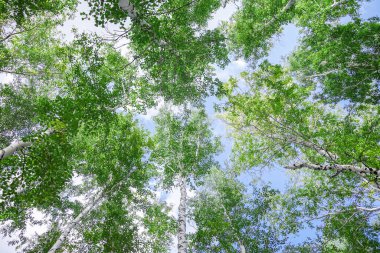 Aşağıdan mavi gökyüzüne yeşil taç ağaçları görünüyor. Gökyüzüne karşı ağaçlardan oluşan yeşil taç. Aşağıdaki ağaçların arasından gökyüzüne bak.