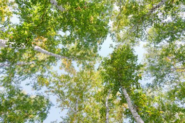 Aşağıdan mavi gökyüzüne yeşil taç ağaçları görünüyor. Gökyüzüne karşı ağaçlardan oluşan yeşil taç. Aşağıdaki ağaçların arasından gökyüzüne bak.