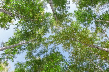 Aşağıdan mavi gökyüzüne yeşil taç ağaçları görünüyor. Gökyüzüne karşı ağaçlardan oluşan yeşil taç. Aşağıdaki ağaçların arasından gökyüzüne bak.