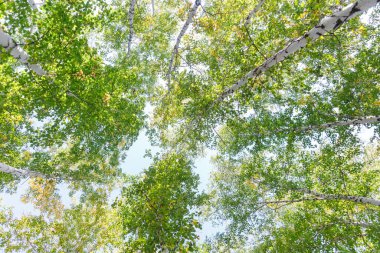 Aşağıdan mavi gökyüzüne yeşil taç ağaçları görünüyor. Gökyüzüne karşı ağaçlardan oluşan yeşil taç. Aşağıdaki ağaçların arasından gökyüzüne bak.