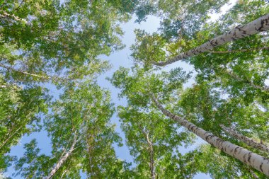 Aşağıdan mavi gökyüzüne yeşil taç ağaçları görünüyor. Gökyüzüne karşı ağaçlardan oluşan yeşil taç. Aşağıdaki ağaçların arasından gökyüzüne bak.