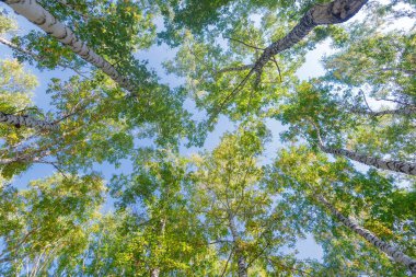 Aşağıdan mavi gökyüzüne yeşil taç ağaçları görünüyor. Gökyüzüne karşı ağaçlardan oluşan yeşil taç. Aşağıdaki ağaçların arasından gökyüzüne bak.
