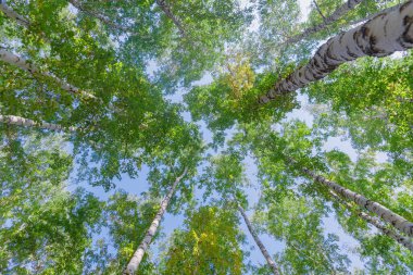 Aşağıdan mavi gökyüzüne yeşil taç ağaçları görünüyor. Gökyüzüne karşı ağaçlardan oluşan yeşil taç. Aşağıdaki ağaçların arasından gökyüzüne bak.