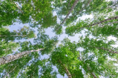 Aşağıdan mavi gökyüzüne yeşil taç ağaçları görünüyor. Gökyüzüne karşı ağaçlardan oluşan yeşil taç. Aşağıdaki ağaçların arasından gökyüzüne bak.