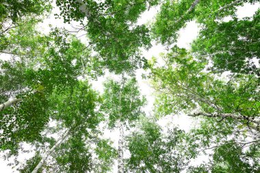 Yeşil taç ağaçları izole edilmiş beyaz arkaplandan görünüyor. Gökyüzüne karşı ağaçlardan oluşan yeşil taç. Aşağıdaki ağaçların arasından gökyüzüne bak.