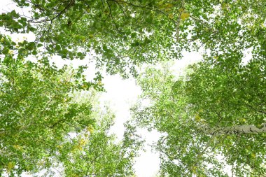 Yeşil taç ağaçları izole edilmiş beyaz arkaplandan görünüyor. Gökyüzüne karşı ağaçlardan oluşan yeşil taç. Aşağıdaki ağaçların arasından gökyüzüne bak.