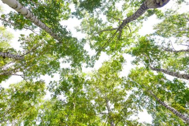 Yeşil taç ağaçları izole edilmiş beyaz arkaplandan görünüyor. Gökyüzüne karşı ağaçlardan oluşan yeşil taç. Aşağıdaki ağaçların arasından gökyüzüne bak.