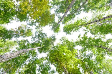 Yeşil taç ağaçları izole edilmiş beyaz arkaplandan görünüyor. Gökyüzüne karşı ağaçlardan oluşan yeşil taç. Aşağıdaki ağaçların arasından gökyüzüne bak.